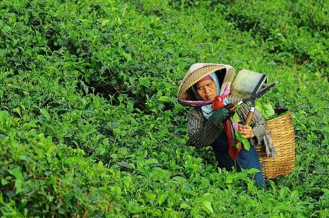 大田作物四情監(jiān)測系統(tǒng)，讓茶園種植搭上“科技快車”