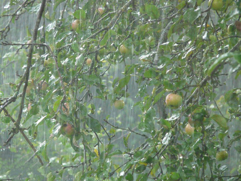 農(nóng)業(yè)種植業(yè)如何應(yīng)對暴雨？